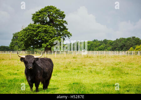 Highland cattle noir dans les prairies, un paysage agricole. Banque D'Images