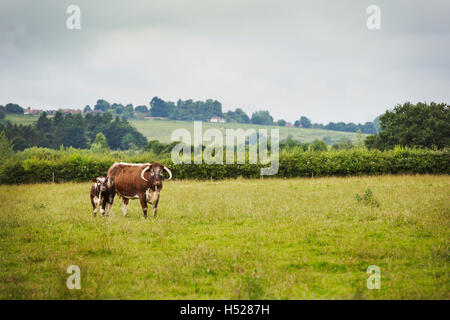 English Longhorn bovins dans un champ en Angleterre. Banque D'Images