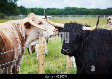 English Longhorn et Highland cattle dans un pâturage Banque D'Images