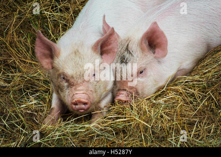 Cochons élevés en plein air open air conditions sur une ferme. Banque D'Images