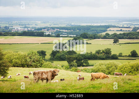 Troupeau de bovins Highland Longhorn et anglais dans un pâturage. Banque D'Images