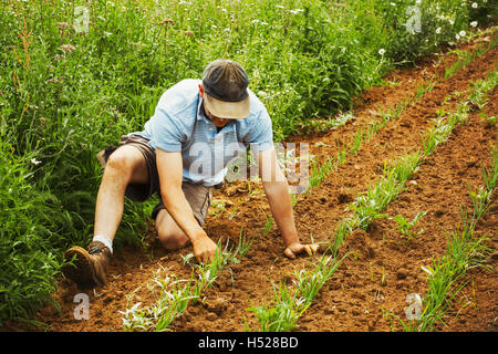Un homme qui tend une rangée de petites plantes dans un champ. Banque D'Images