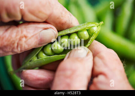 Un homme de l'ouverture d'un pour voir la peapod de plus en plus les petits pois frais à l'intérieur Banque D'Images