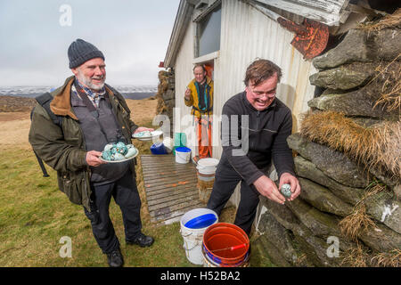 Manger des oeufs, Ingolfshofdi Guillemot, de l'Islande. Guillemot Oeufs collectés depuis les falaises, Ingolfshofdi, Islande. Banque D'Images