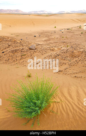 Dans le désert de palm Oasis Maroc sahara dunes afrique Banque D'Images