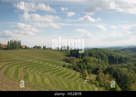 Paysage Slovenske gorice. Vue sur vignoble traditionnel lieux au printemps. Vignes vertes avec la forêt en dessous. Magnifique et très reposant. Banque D'Images