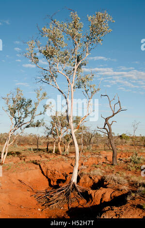 Eucalyptus dans Dry Creek - Kimberley - Australie Banque D'Images