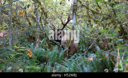 Hoh Rain Forest, Olympic National Park, Washington USA - Octobre 2014 : Le wapiti de Roosevelt dans les arbres moussus Banque D'Images