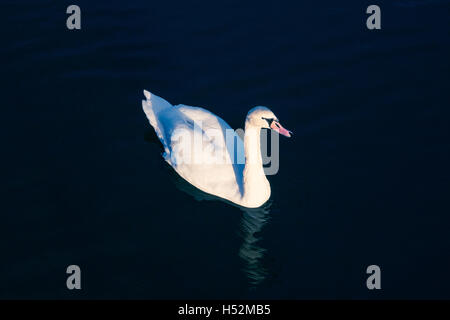 Swan. . Blanc sur noir. Un contre-jour lumineux de l'eau bleu foncé du lac jour flottant. Banque D'Images