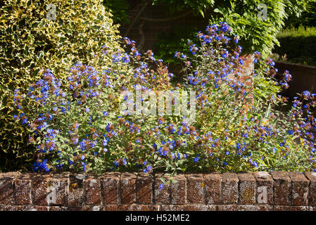 Vue de la route d'un petit chalet jardin avant montrant mur, Ilex et ceratostigma en fleur Banque D'Images