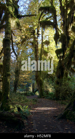 Hoh Rain Forest, Olympic National Park, Washington USA - Octobre 2014 : l'Épopée de mousses Hall Trail. Arbres couverts de mousse dans un climat tempéré. Banque D'Images