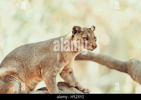 Fossa (Cryptoprocta ferox) Cat à Madagascar Banque D'Images