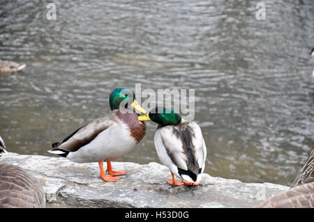 Deux canards colverts mâles (toilettage) sur un mur en pierre, donnant sur un ruisseau qui coule Banque D'Images