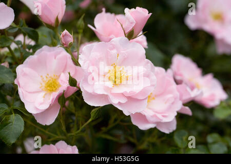 Fleurs Rosa 'Poulshine'. Rose arbuste rose pâle dans un jardin anglais. Banque D'Images