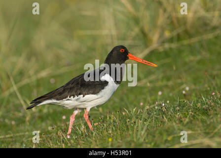 Huîtrier pie (Haematopus ostralegus) se nourrissant de "machair" (prairies côtières), Colonsay, Hébrides, en Écosse. Banque D'Images