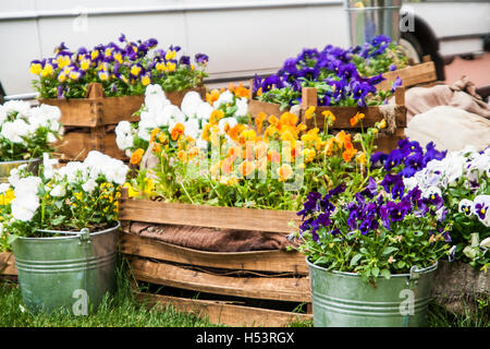 Pensées dans un grand seau dans le jardin. Banque D'Images