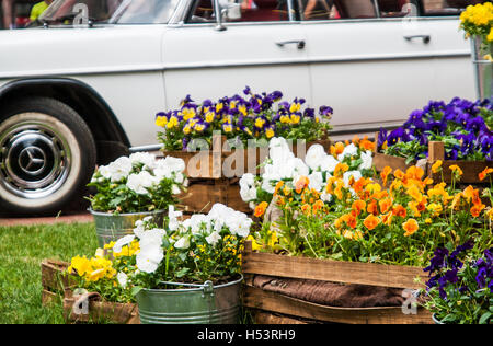 Pensées dans un grand seau dans le jardin. Banque D'Images