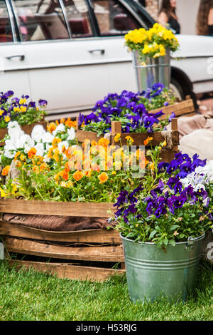 Pensées dans un grand seau dans le jardin. Banque D'Images