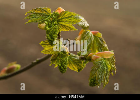 Sycomore (Acer pseudoplatanus) Fleurs et bourgeons briser en feuille, printemps, South Lanarkshire, en Écosse. Banque D'Images