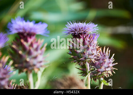 Le cardon (Cynara cardunculus), également appelé l'artichaut cardon, Cardone, cardoni, carduni, ou le CARDI, est un chardon-telles que le plan Banque D'Images