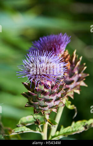 Le cardon (Cynara cardunculus), également appelé l'artichaut cardon, Cardone, cardoni, carduni, ou le CARDI, est un chardon-telles que le plan Banque D'Images