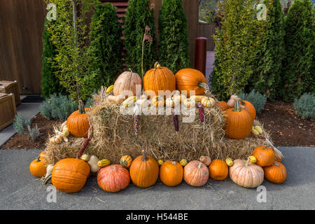 Citrouilles, Courges d'hiver, l'affichage, Halloween, Thanksgiving, entrée privée, Cakebread Cellars, Rutherford, Napa Valley, Comté de Napa, Californie Banque D'Images