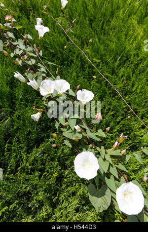 M-a-minute Mikania micrantha lierre vigne plantes tropicales dans les Asteraceae connu sous le nom de vigne vigne chanvre escalade amer Banque D'Images