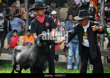 Garut, Indonésie - 15 janvier 2012 : la lutte contre la concurrence en mouflons Garut, Java ouest, Indonésie. Banque D'Images