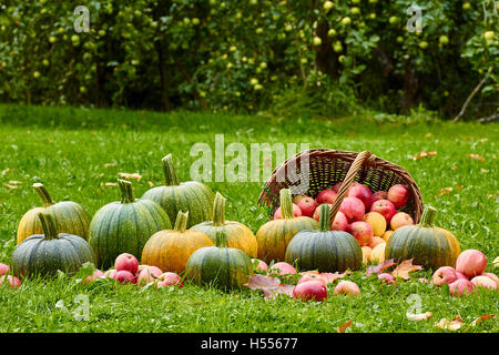 Les citrouilles et les pommes fraîchement cueillies dans le jardin d'automne Banque D'Images