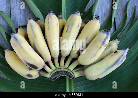 Close up de bananes fraîches Ducasse ou également connu sous le nom de bananes de sucre sur des feuilles de banane et de bois Banque D'Images