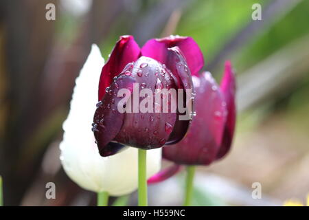 Blanc-maison et tulipe noire également connu sous le nom de reine de la nuit Banque D'Images