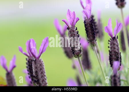 Lavandula stoechas ou 'Purple' hiver lavande en pleine floraison Banque D'Images