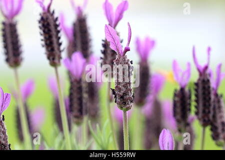 Lavandula stoechas ou 'Purple' hiver lavande en pleine floraison Banque D'Images