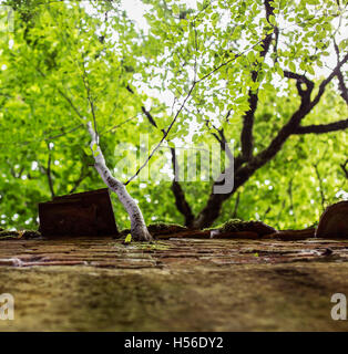 Arbre qui pousse à partir d'un mur de brique concept. Banque D'Images