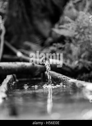 L'eau s'écoule à partir d'un tuyau en plastique dans la nature. Banque D'Images