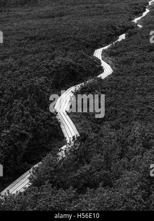 Planche de bois chemin qui mène quelque part dans la nature. Banque D'Images