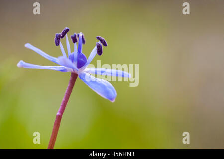 Squill Scilla bifolia (Alpine) Banque D'Images