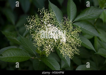 Sureau (Sambucus) Banque D'Images