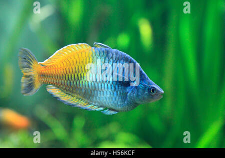 L'Boeseman rainbowfish (Melanotaenia boesemani) Banque D'Images