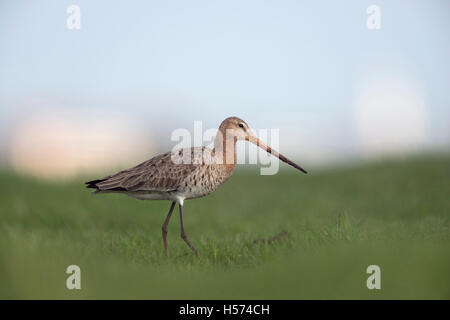 Barge à queue noire (Limosa limosa) adulte en robe de reproduction, à la recherche de nourriture sur une vaste prairie, low point de vue. Banque D'Images