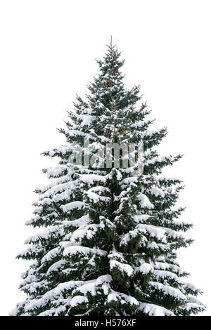 Des sapins couverts de neige Banque D'Images