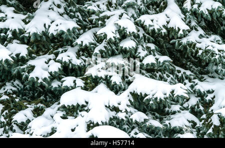 Hiver arbre couvert de neige Banque D'Images