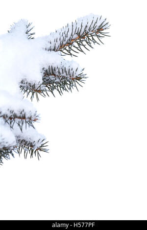 Branches de sapin d'hiver sous la neige Banque D'Images