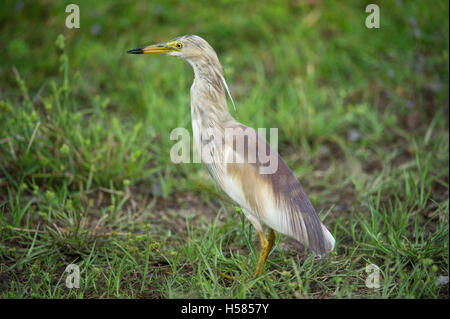 Indian Pond heron, Ardeola grayii, le Parc National de Wilpattu, Sri Lanka Banque D'Images