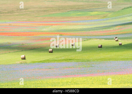 Les prés de fleurs multicolores sur le plateau de Castelluccio durant une journée d'été. Banque D'Images