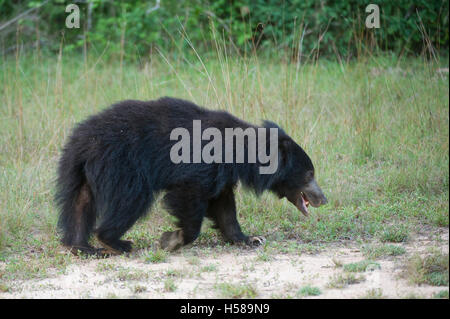 Ours (Melursus ursinus), le Parc National de Wilpattu, Sri Lanka Banque D'Images