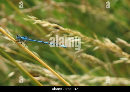 Blue Dragon Fly Banque D'Images