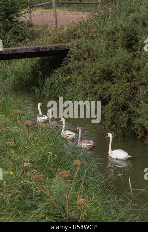 Mute Swan (Cygnus olor), sur une digue de drainage Broadland Norfolk couvain survivant de trois bien cultivé entre parents cygnets Banque D'Images