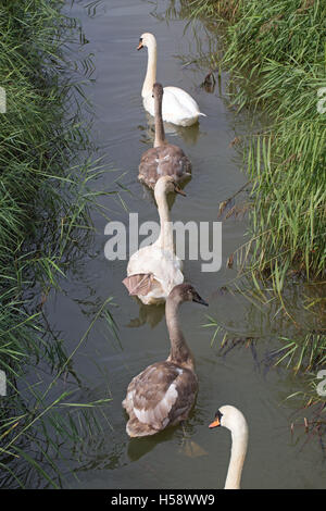 Mute Swan (Cygnus olor), sur une digue de drainage Broadland Norfolk couvain survivant de trois bien cultivé entre parents cygnets Banque D'Images