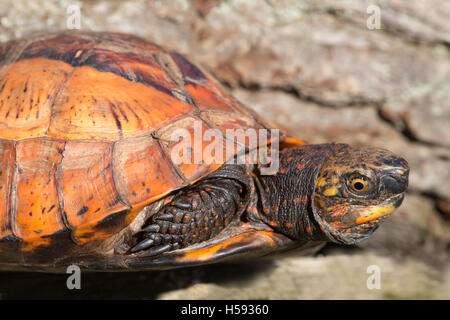 Fort Flowerback indochinois (Cuoro galbinifrons). Espèces en danger critique d'extinction. Banque D'Images